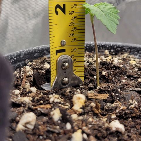 Mimosa x Orange Punch growlog timeline photo