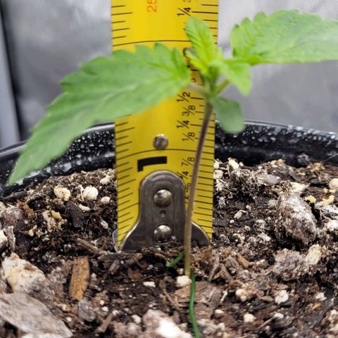 Mimosa x Orange Punch growlog timeline photo