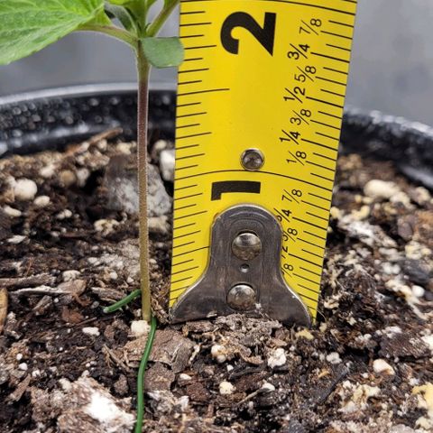 Mimosa x Orange Punch growlog timeline photo