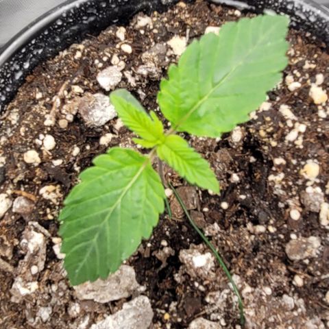 Mimosa x Orange Punch growlog timeline photo