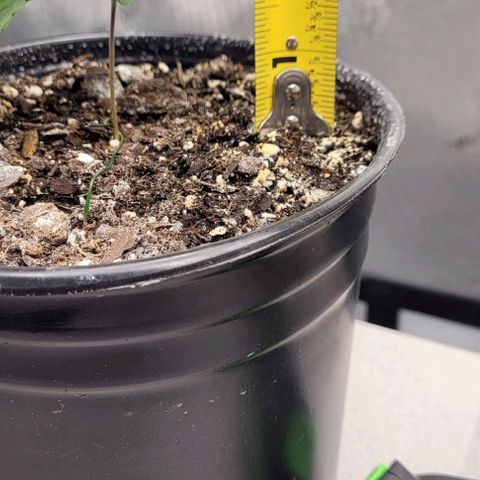 Mimosa x Orange Punch growlog timeline photo