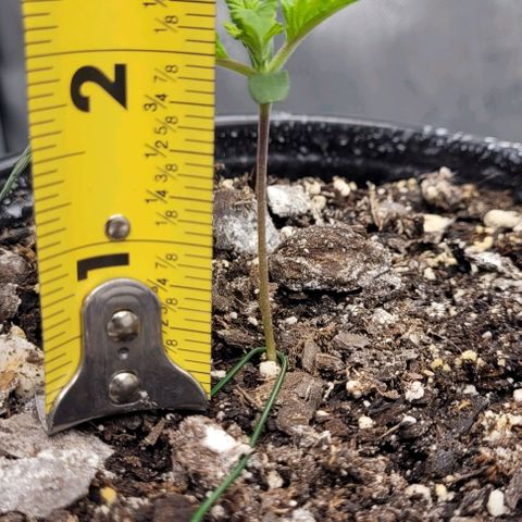 Mimosa x Orange Punch growlog timeline photo