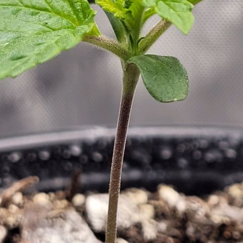 Mimosa x Orange Punch growlog timeline photo