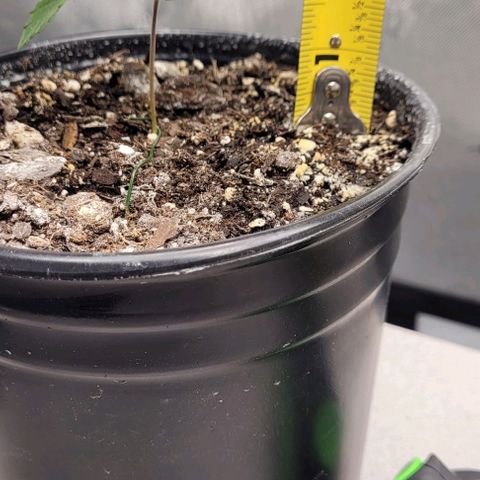 Mimosa x Orange Punch growlog timeline photo
