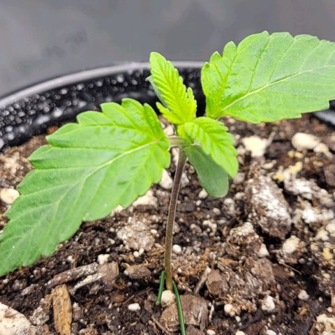 Mimosa x Orange Punch growlog timeline photo