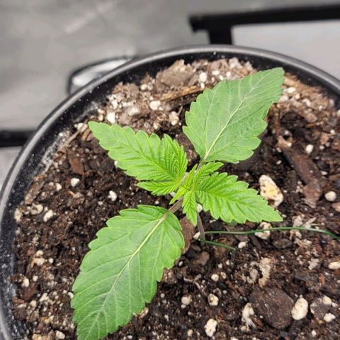 Mimosa x Orange Punch growlog timeline photo