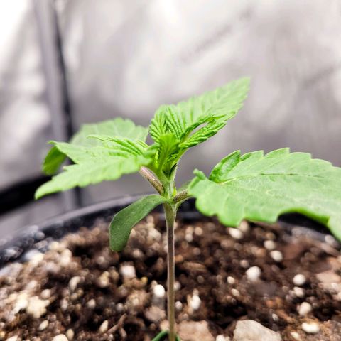 Mimosa x Orange Punch growlog timeline photo