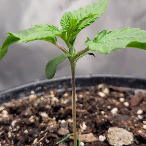Mimosa x Orange Punch growlog timeline photo