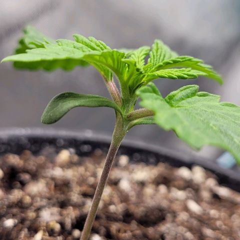 Mimosa x Orange Punch growlog timeline photo