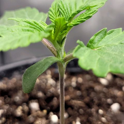 Mimosa x Orange Punch growlog timeline photo