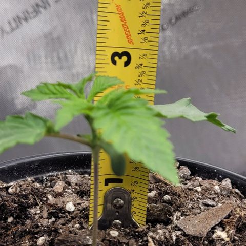 Mimosa x Orange Punch growlog timeline photo