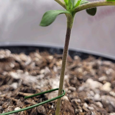 Mimosa x Orange Punch growlog timeline photo