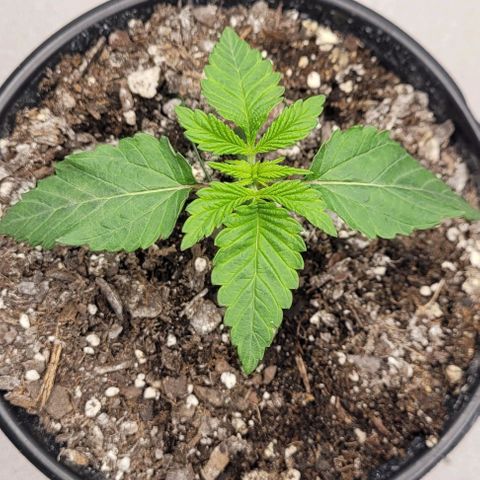 Mimosa x Orange Punch growlog timeline photo