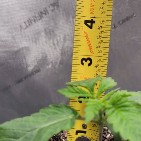 Mimosa x Orange Punch growlog timeline photo