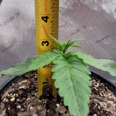 Mimosa x Orange Punch growlog timeline photo