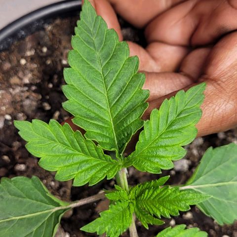 Mimosa x Orange Punch growlog timeline photo