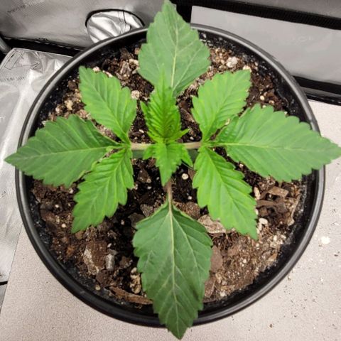 Mimosa x Orange Punch growlog timeline photo
