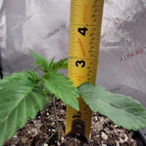 Mimosa x Orange Punch growlog timeline photo