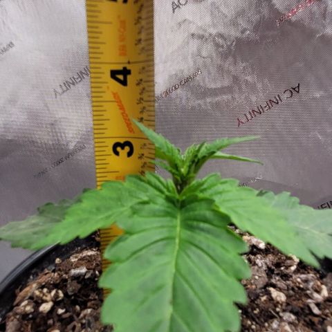 Mimosa x Orange Punch growlog timeline photo