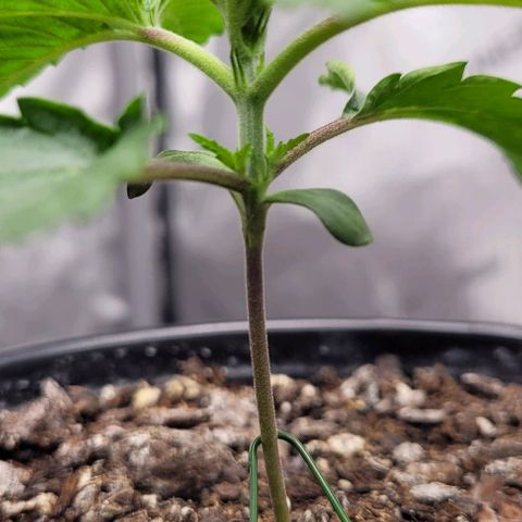 Mimosa x Orange Punch growlog timeline photo