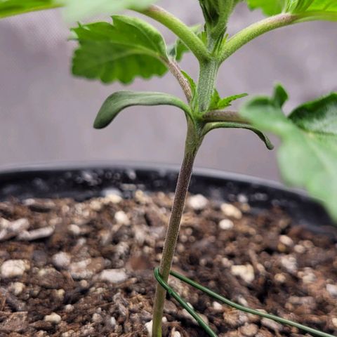 Mimosa x Orange Punch growlog timeline photo