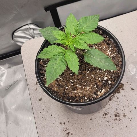 Mimosa x Orange Punch growlog timeline photo