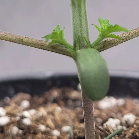 Mimosa x Orange Punch growlog timeline photo
