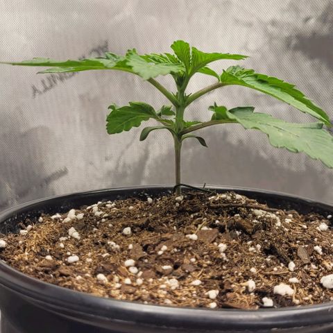 Mimosa x Orange Punch growlog timeline photo