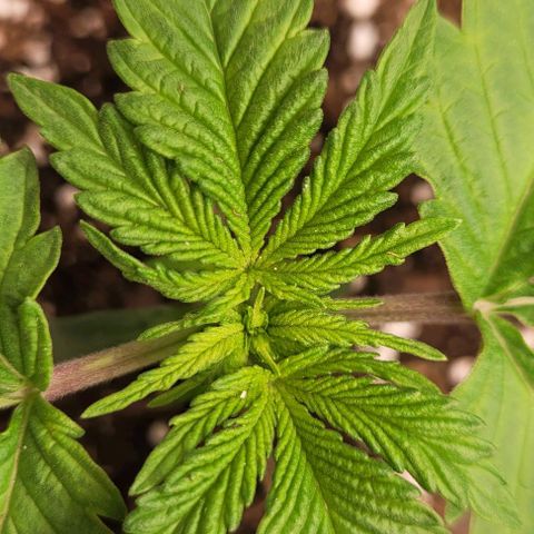Mimosa x Orange Punch growlog timeline photo