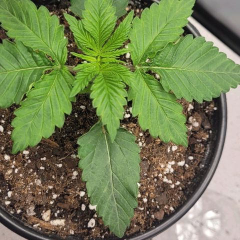 Mimosa x Orange Punch growlog timeline photo