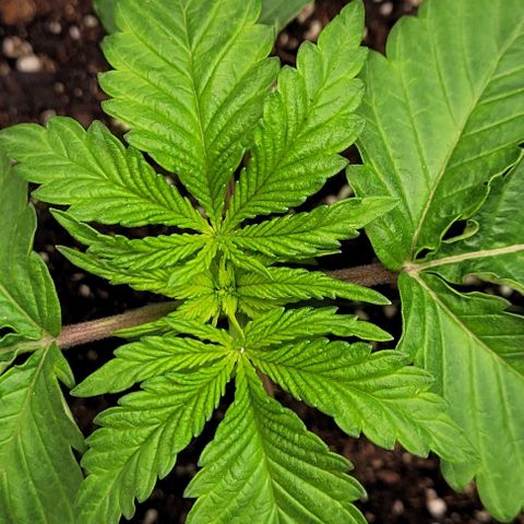 Mimosa x Orange Punch growlog timeline photo