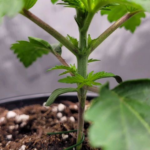 Mimosa x Orange Punch growlog timeline photo