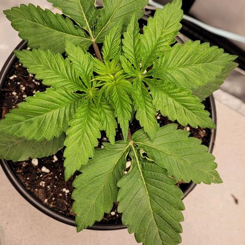 Mimosa x Orange Punch growlog timeline photo