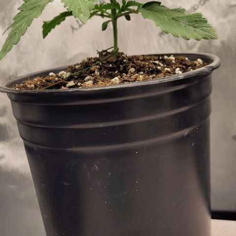 Mimosa x Orange Punch growlog timeline photo