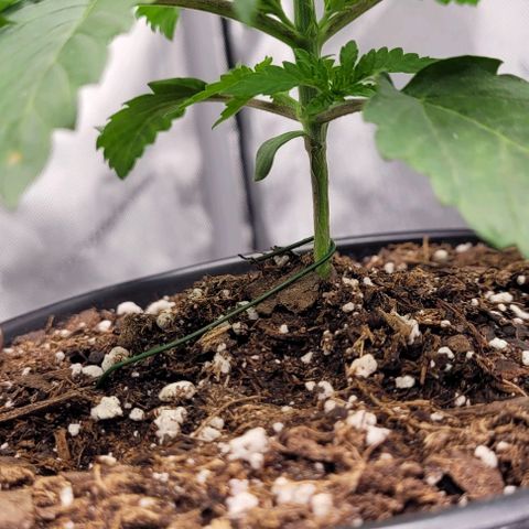 Mimosa x Orange Punch growlog timeline photo