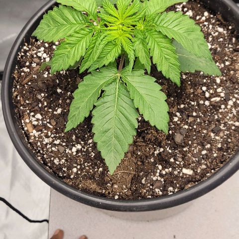 Mimosa x Orange Punch growlog timeline photo