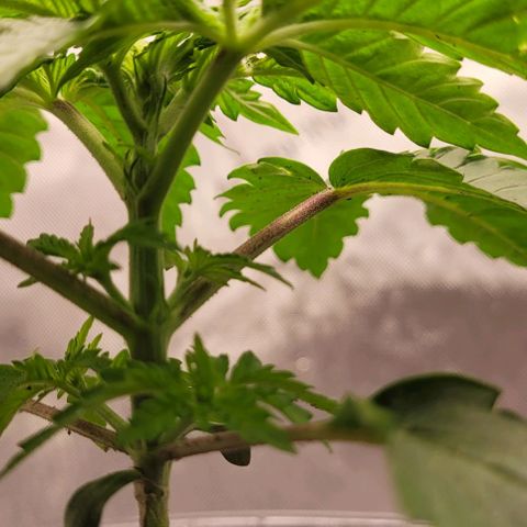 Mimosa x Orange Punch growlog timeline photo