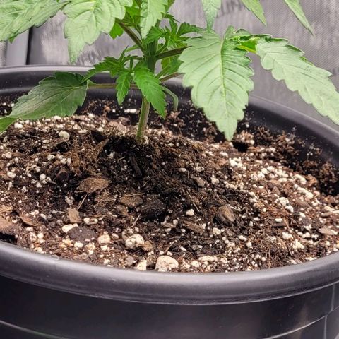 Mimosa x Orange Punch growlog timeline photo