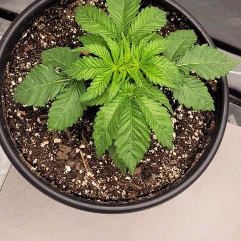 Mimosa x Orange Punch growlog timeline photo