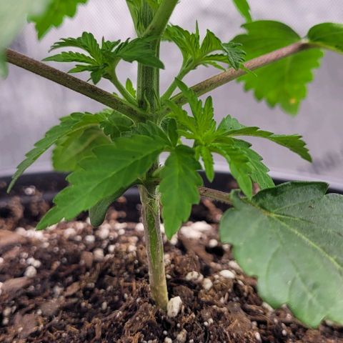 Mimosa x Orange Punch growlog timeline photo