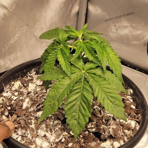 Mimosa x Orange Punch growlog timeline photo