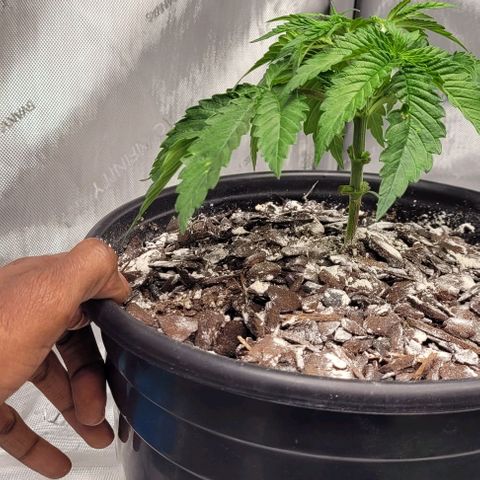 Mimosa x Orange Punch growlog timeline photo