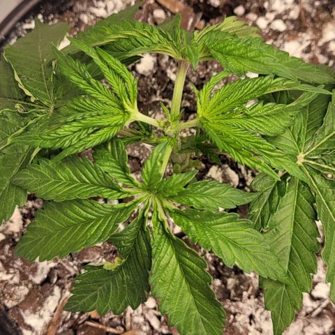 Mimosa x Orange Punch growlog timeline photo
