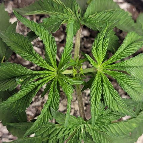 Mimosa x Orange Punch growlog timeline photo