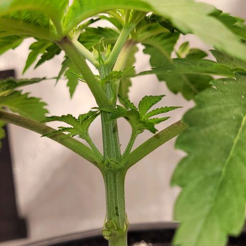 Mimosa x Orange Punch growlog timeline photo
