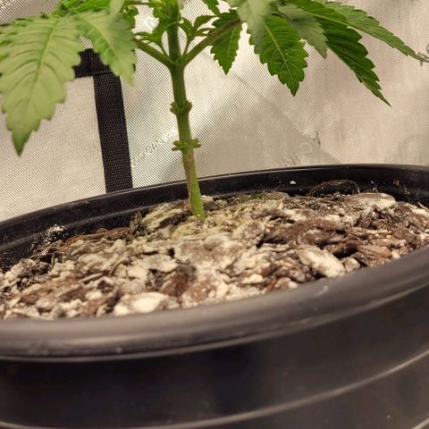 Mimosa x Orange Punch growlog timeline photo