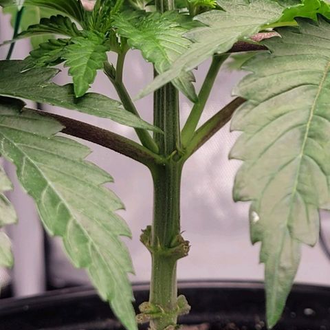 Mimosa x Orange Punch growlog timeline photo