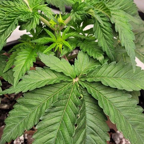 Mimosa x Orange Punch growlog timeline photo