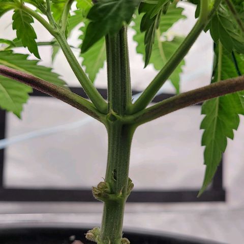 Mimosa x Orange Punch growlog timeline photo