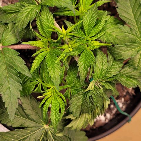 Mimosa x Orange Punch growlog timeline photo